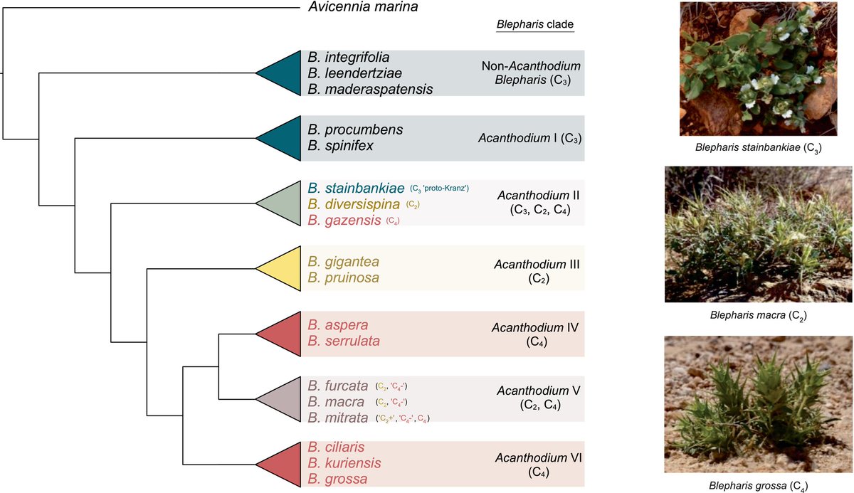 NewPhyt's tweet image. Photosynthetic diversity in the genus Blepharis (Acanthaceae) and the evolutionary origins of #C4 #photosynthesis

📖 nph.onlinelibrary.wiley.com/doi/10.1111/np…

👆 A #Commentary by Bianconi, Osborne &amp;amp; Dunning on this article by Stata et al. 👇

📖 nph.onlinelibrary.wiley.com/doi/10.1111/np…

#LatestIssue