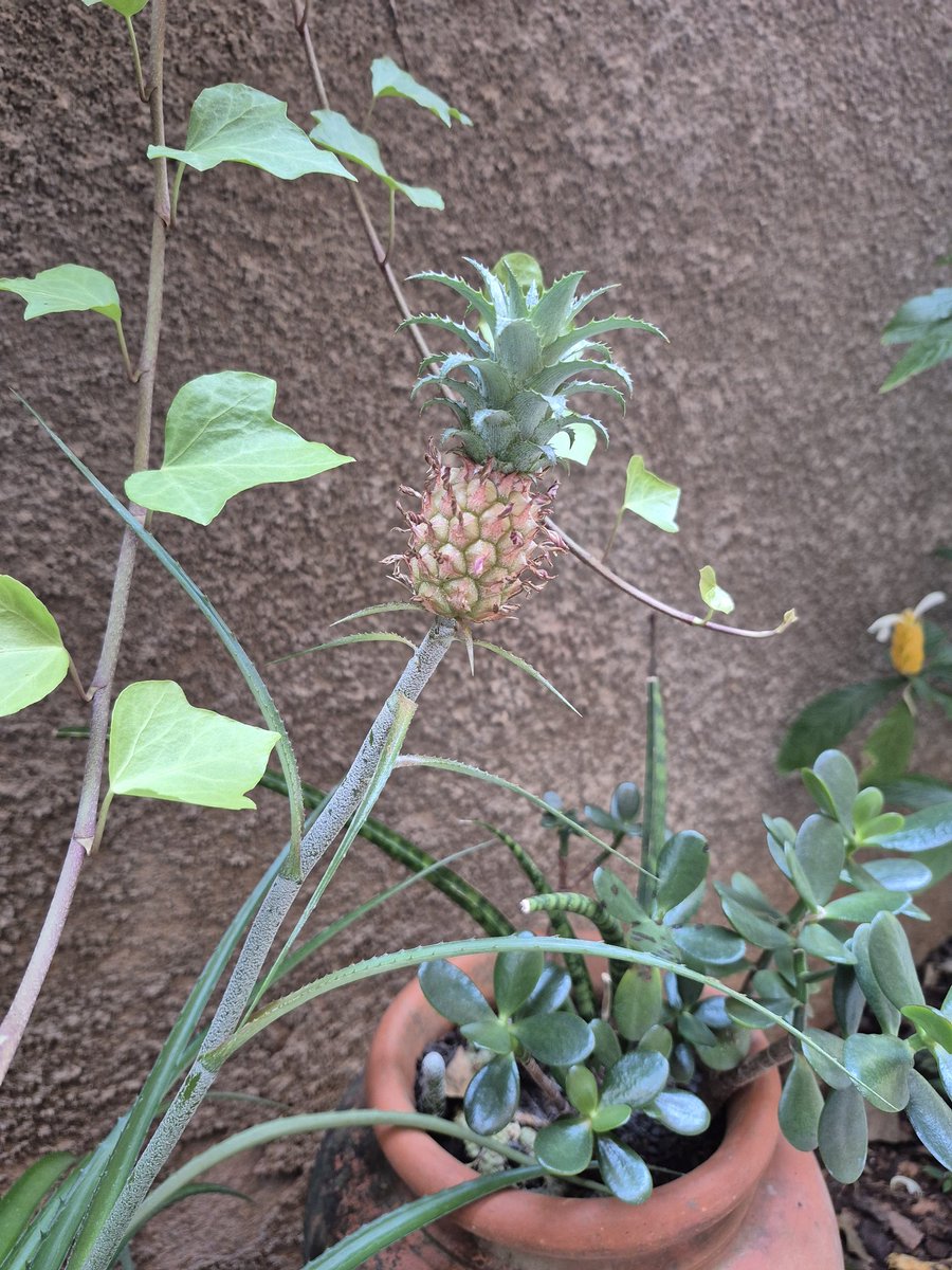 Minha sogra tem um mini abacaxi nascendo 🤏🏽🤏🏽