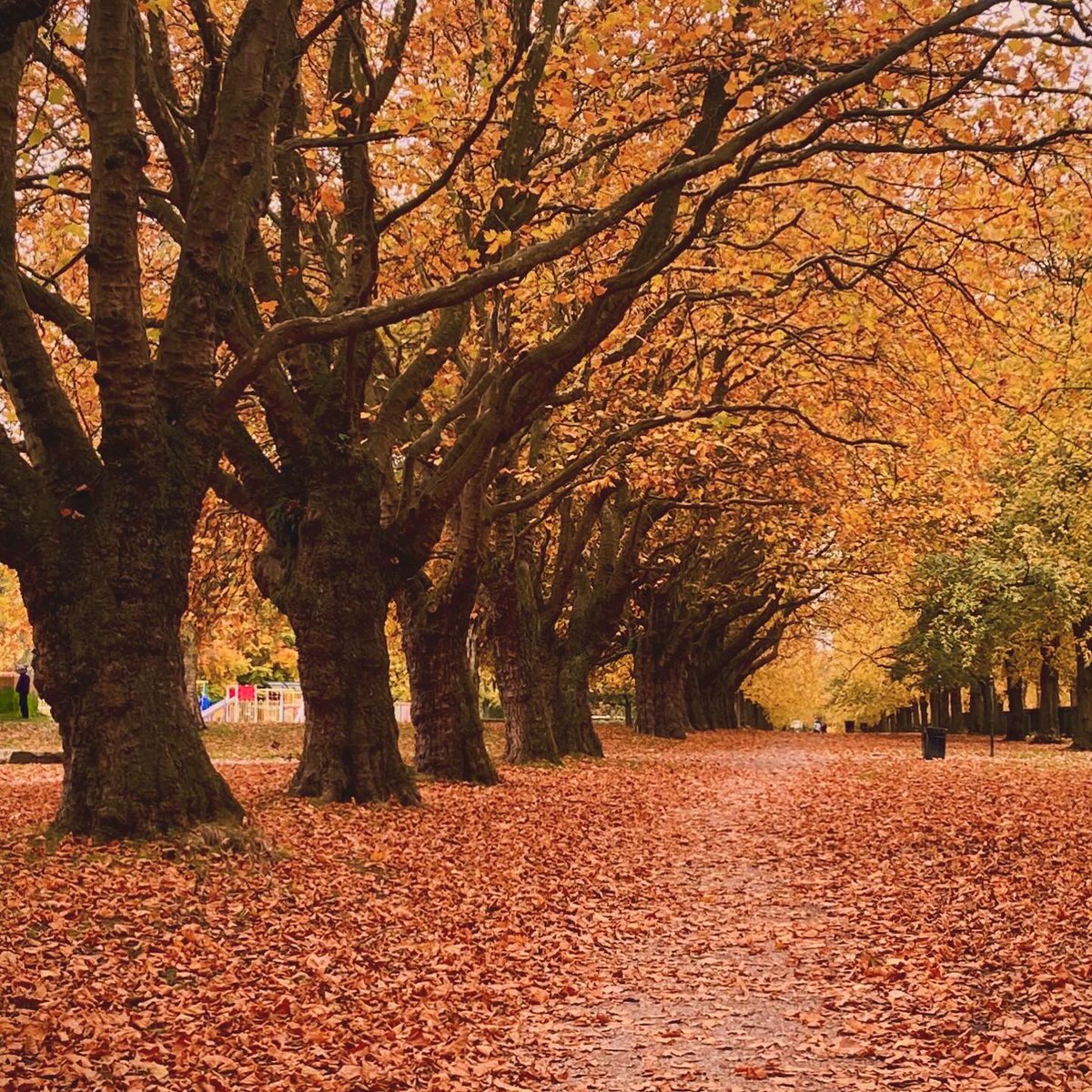JonathanADodds's tweet photo. Autumn at Cringle Park in Levenshulme 🍁🍂

#AutumnVibes #manchester https://t.co/vzbVpvSVpH