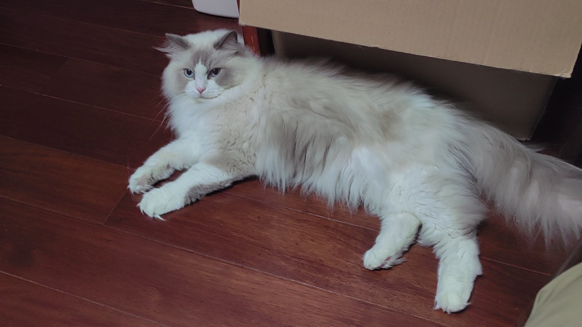 猫猫头毛豆on X: 