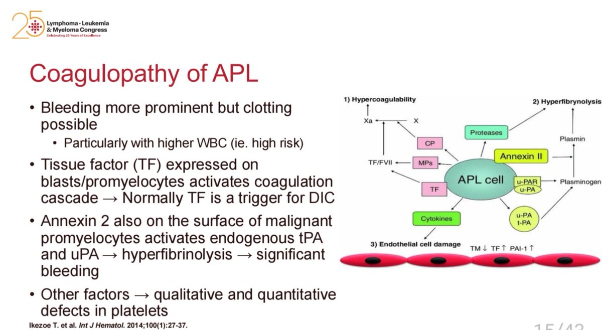 AhmedKo45911157's tweet image. 🩸Coagulopathy in APL — risk of bleeding &amp;amp; thrombosis

⚠️ Mechanisms:
• ↑ Tissue Factor (TF) on blasts → triggers DIC 🧬
• ↑ Annexin II → activates tPA/uPA → hyperfibrinolysis 🔁
🔹 High WBC → ↑ risk
🎯 Early ATRA + supportive care saves lives

#APL #Leukemia #Hematology