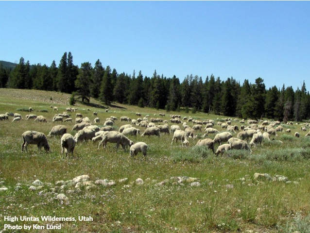 URGENT! Help keep even more livestock and manager-ignited wildfires out of Wilderness!  

Call your senators at 202-224-3121 and tell them to VOTE NO on the so-called "Fix Our Forests Act!"

Click here for call script and full details &gt;&gt;&gt; wildernesswatch.salsalabs.org/fixourforstsac…