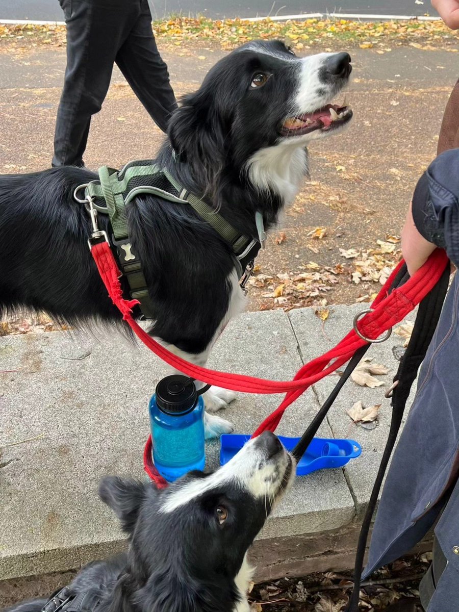 Week 3, day 4: messages of solidarity from David Conway (University of Northampton) and Francesco Sani (DMU), card games on the pickets, and more picket dogs!