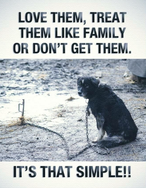 𝕏 Dogs tweet media