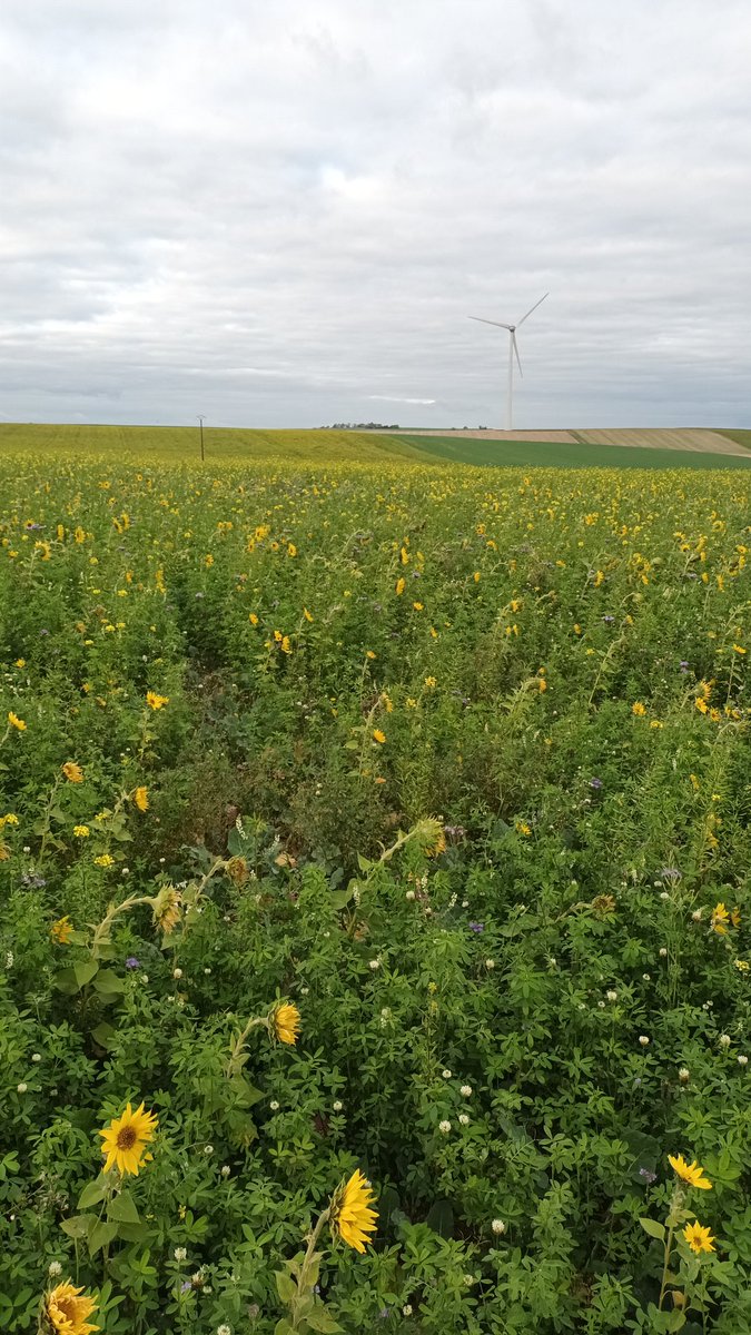 BenoitCLEM08's tweet image. #ACS #notill couverts interculture longue.