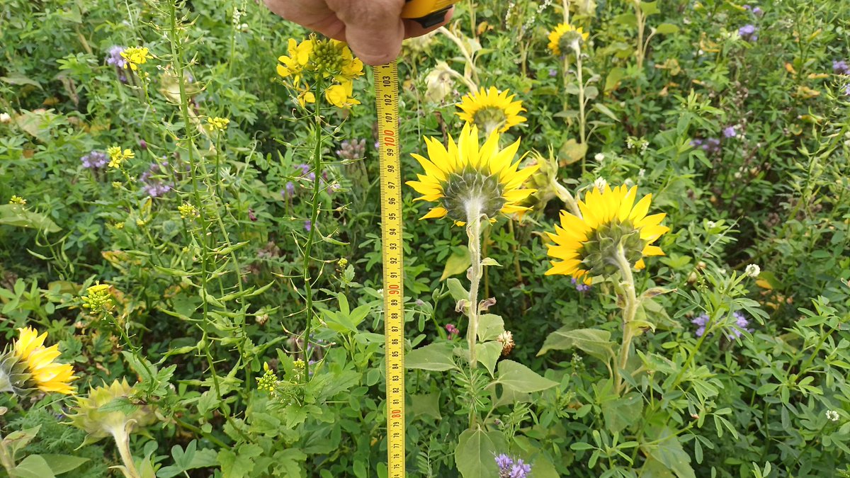 BenoitCLEM08's tweet image. #ACS #notill couverts interculture longue.