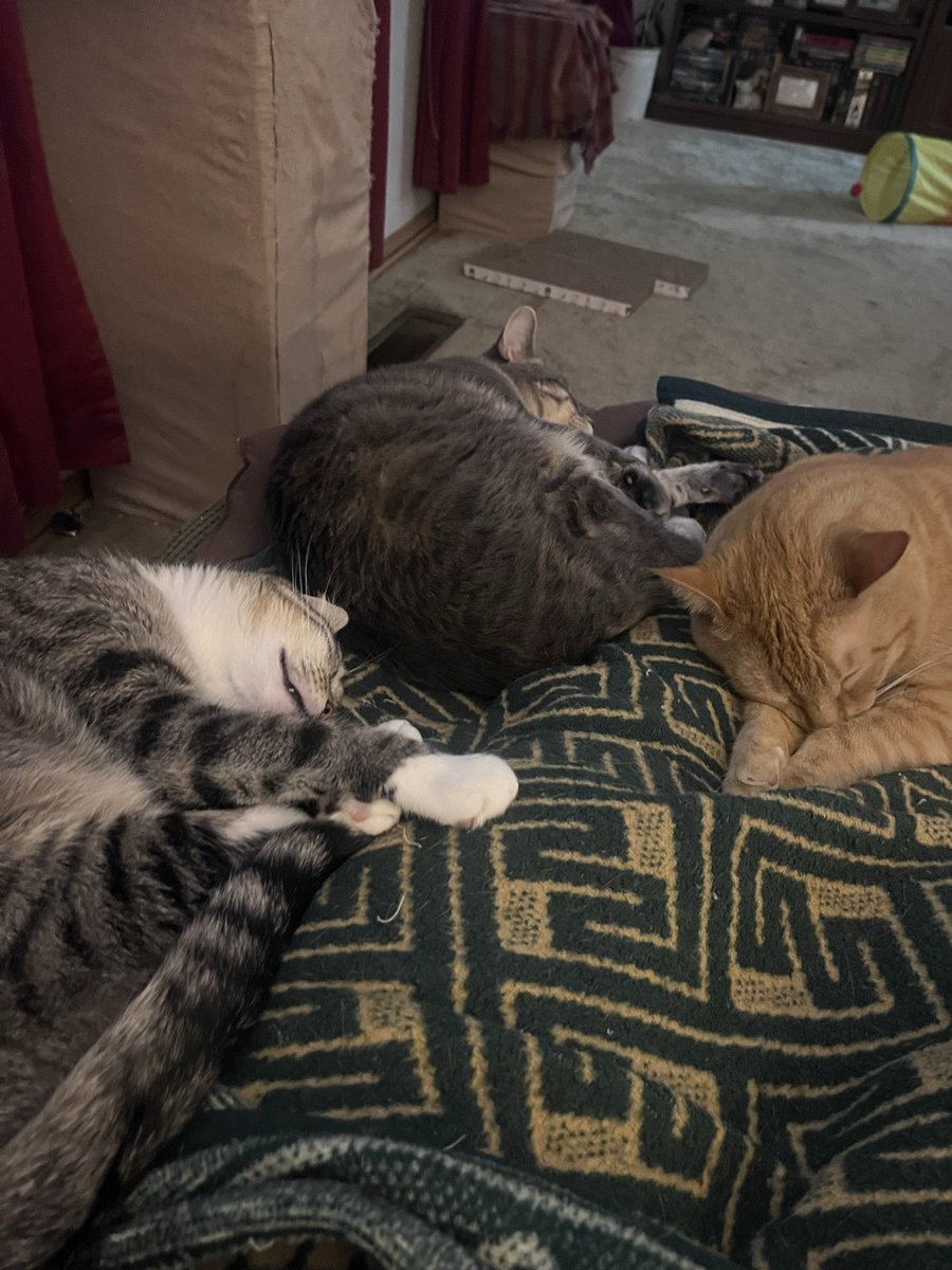 TwoCatsToday tweet media