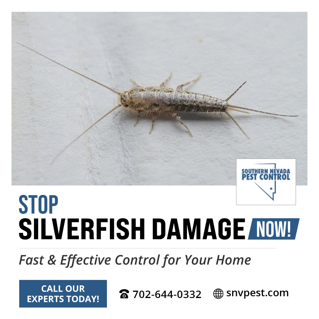 SNVPest's tweet image. 🚨 Say goodbye to silverfish in your home!
🐟 Get rid of them with our expert pest control.

✨ Your home deserves to be silverfish free!
📞 Call now: 702-644-0332
🌐 Visit: snvpest.com

#SilverfishNoMore #PestControlExperts #HomeProtection