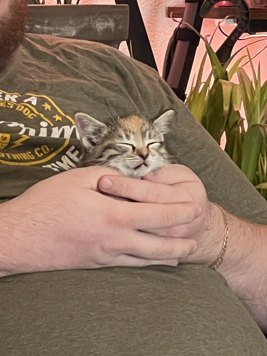 Austin_Henry15's tweet photo. #catnap https://t.co/ZgJwT7J6di