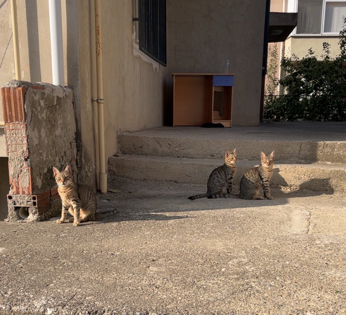 Bugunden ücüz kediler