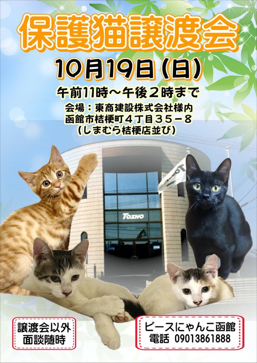 10月19日の譲渡会に参加します。茶白のチャビ君♂遊び疲れて電池切れ🤣と美猫の白ミケちゃん♀💕
他にいっぱい参加するので、猫を家族に迎えようとお考えの方はぜひぜひお越しください。当日ご都合の悪い方は、別途対応致しますのでご連絡下さいませ🙇‍♀️