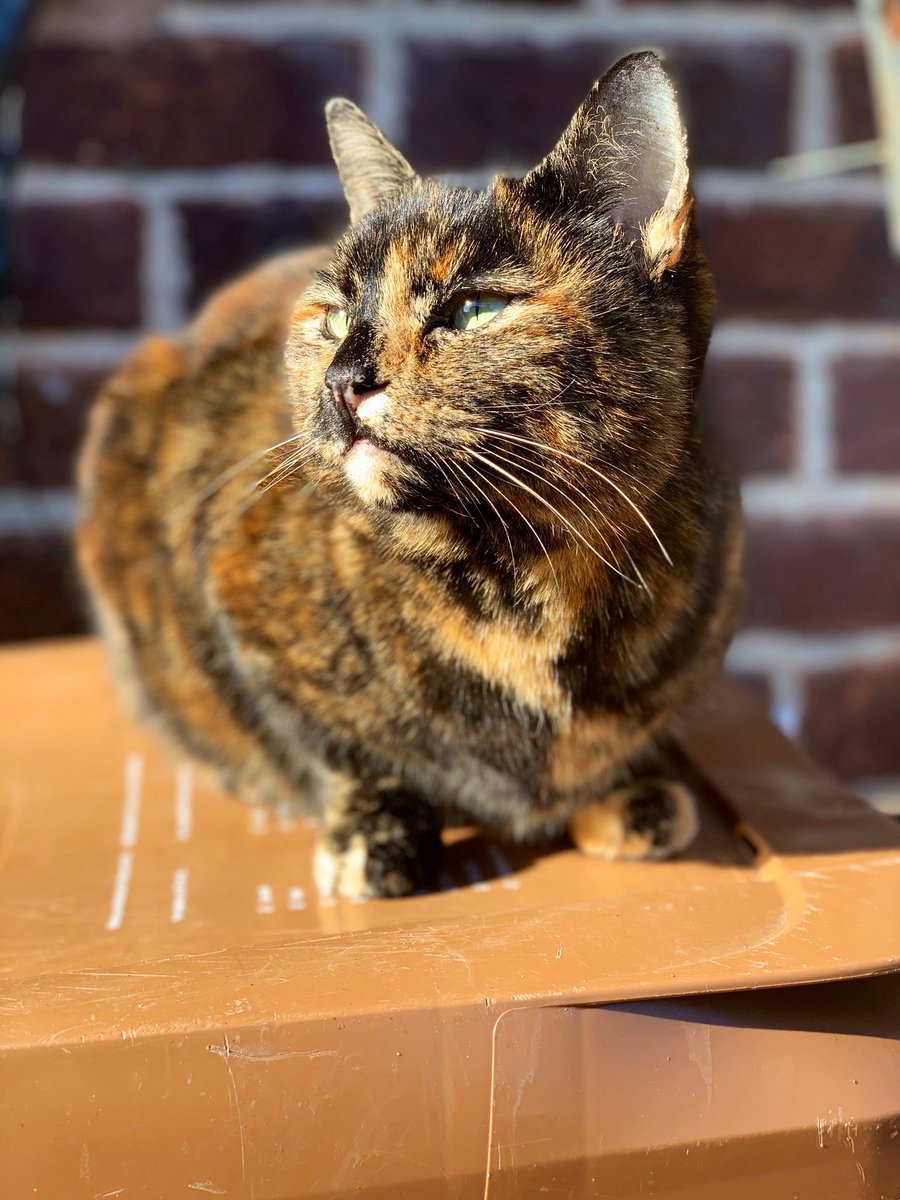 𝖊 𝖒 𝖒 𝖆 . tweet media