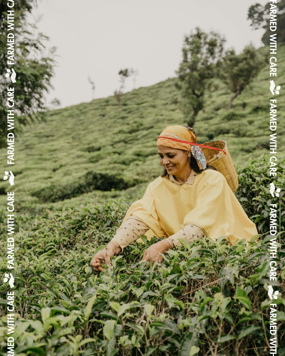 🌍 It’s #WorldFoodDay! Today we celebrate tea farmers everywhere, ensuring tea is #FarmedWithCare for generations to come. 🍵💚 <a href="/FAO/">Food and Agriculture Organization</a> #FAO80 #WorldFoodDay #FallIntoTea #BrewCrew f.mtr.cool/oglopsdxhc