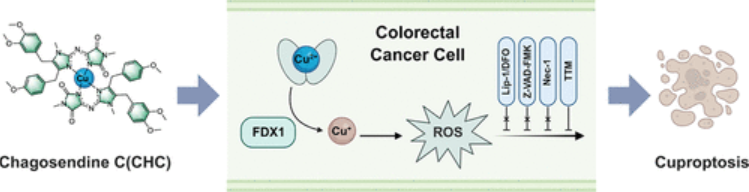 Intestinal_Cell's tweet image. 😲 Check out Chagosendine C, a novel colorectal cancer treatment strategy, which shows strong antitumor activity and potential to overcome oxaliplatin resistance, with promising clinical prospects.
@J_A_C_S | bit.ly/48wyBQj