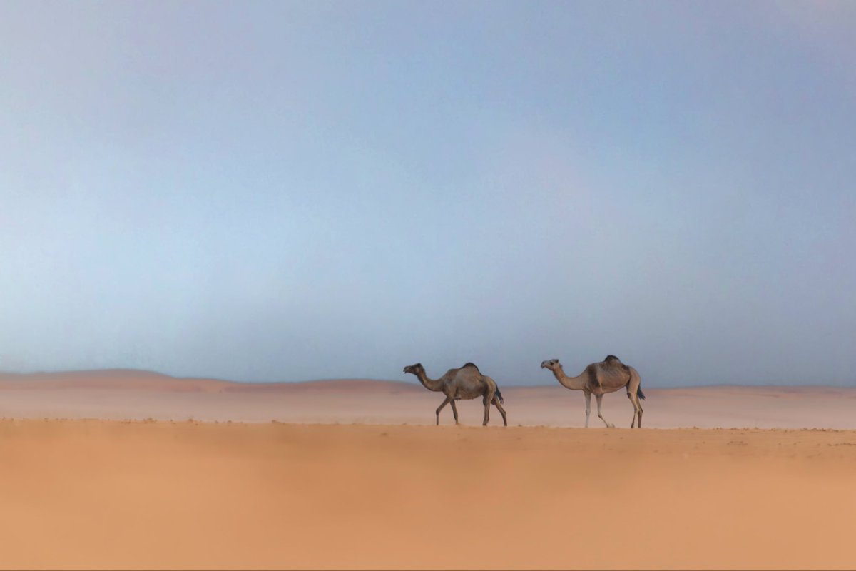 sayafdashen's tweet image. من شرق #بيشة