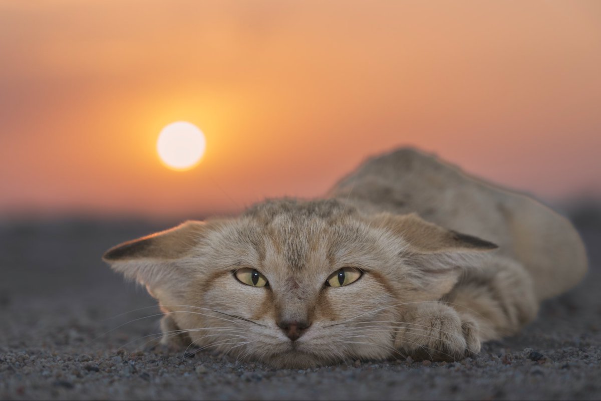 sayafdashen's tweet image. من شرق #بيشة