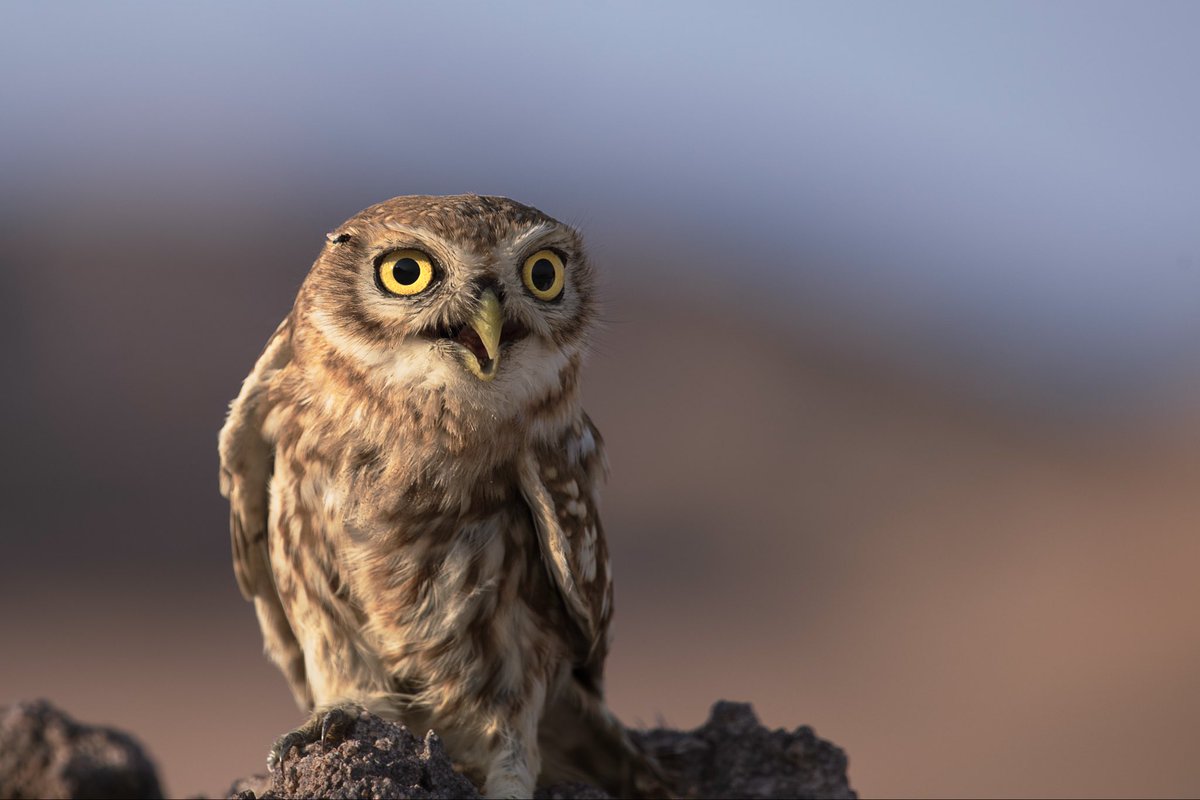 sayafdashen's tweet image. من شرق #بيشة