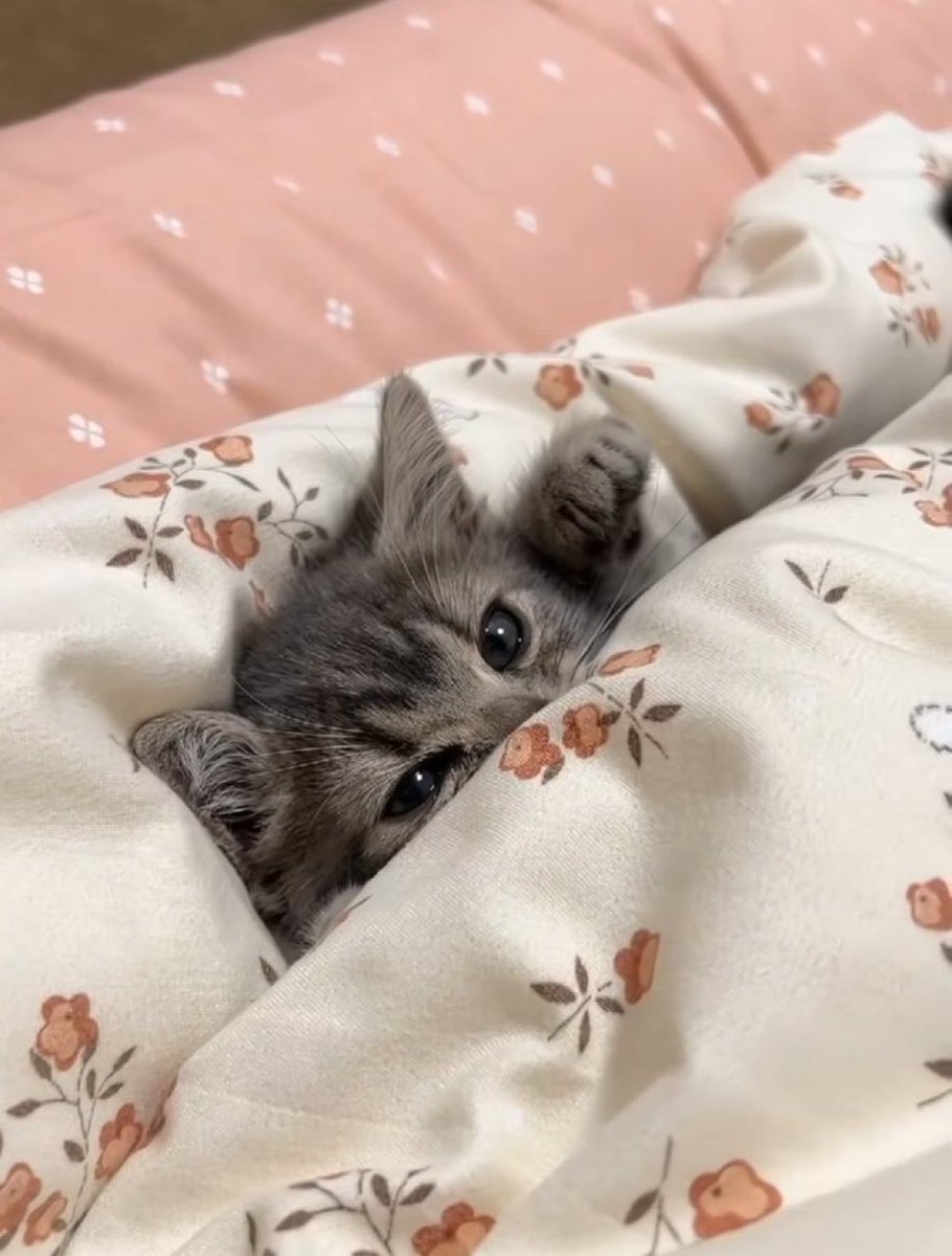 BarkkMeoww's tweet photo. https://t.co/2oeIZjQp2F