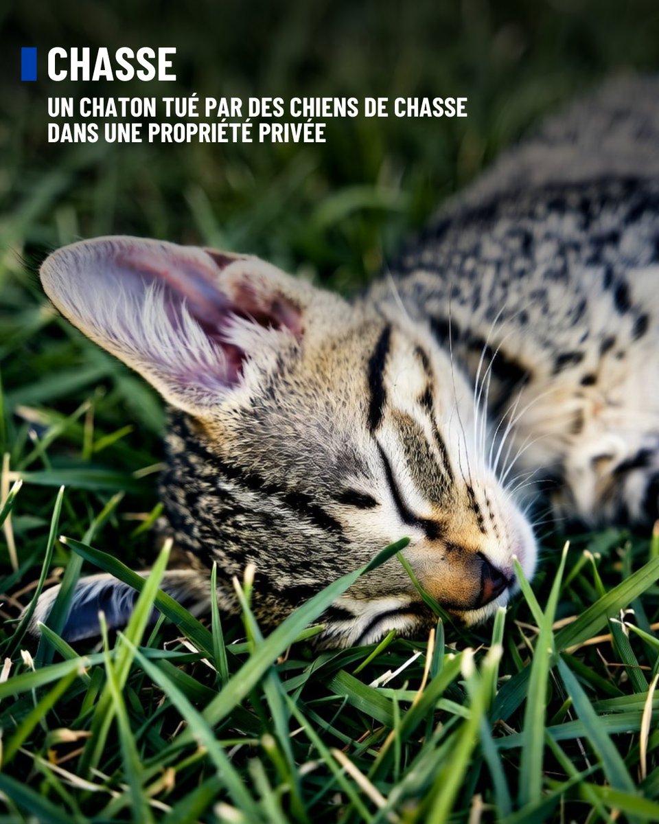 🚨 Drame à Précigné (Sarthe) : un chaton tué par des chiens de chasse en pleine propriété privée.

Le 10 octobre, Aïko, un chaton de six mois, a été attaqué sous les yeux de sa famille par une meute de chiens de chasse ayant franchi une haie lors d’une battue au sanglier.

👉 Les