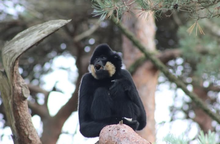 Golden-cheeked gibbon Tien was born at Monkey World to parents Peanut &amp; Pung Yo in 2006. Despite Peanut being smuggled from the wild as an infant &amp; taken away from her own mother, she was a fantastic mum to Tien, who had a wonderful childhood growing up in the trees.
📷: Donna