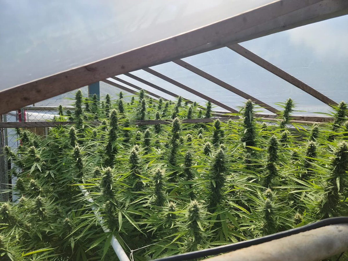 Give one reason why cannabis should be fully legalized… 🌿