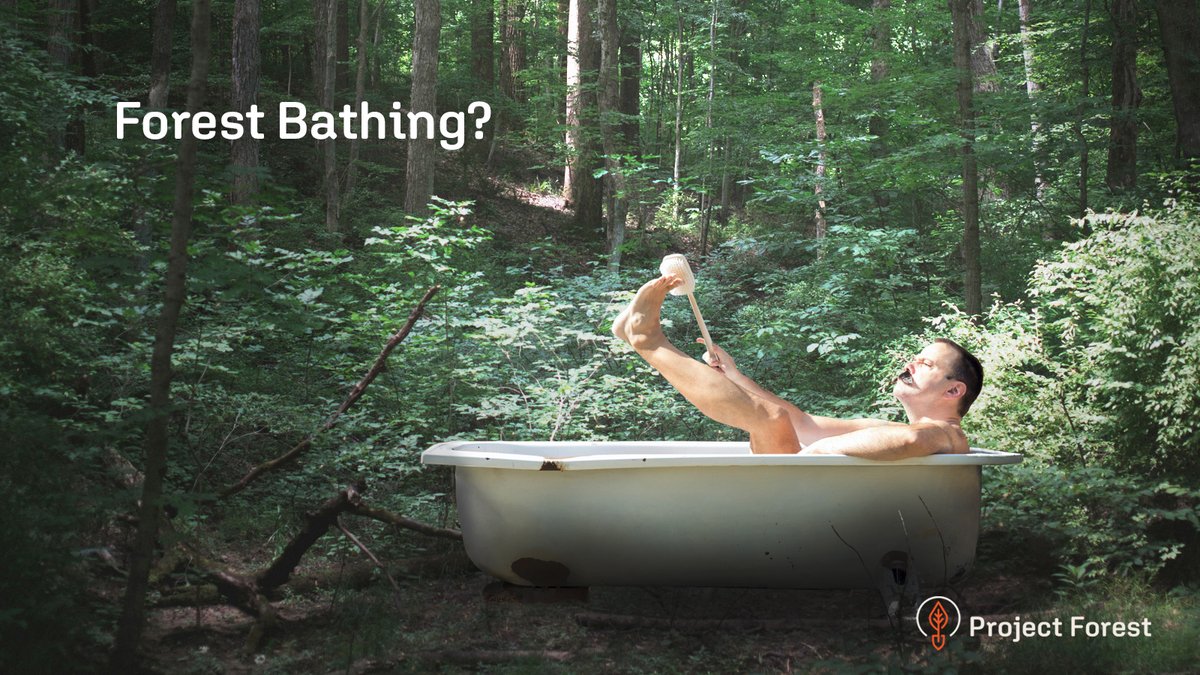 ProjectForest_'s tweet image. “Forest bathing,” or Shinrin-yoku, is the art of slowing down and connecting deeply with nature.
Step outside today - slow down, breathe, and just be.
projectforest.ca
#ForestBathing #ShinrinYoku #MindfulNature #ProjectForest #NatureHeals #GratitudeForNature