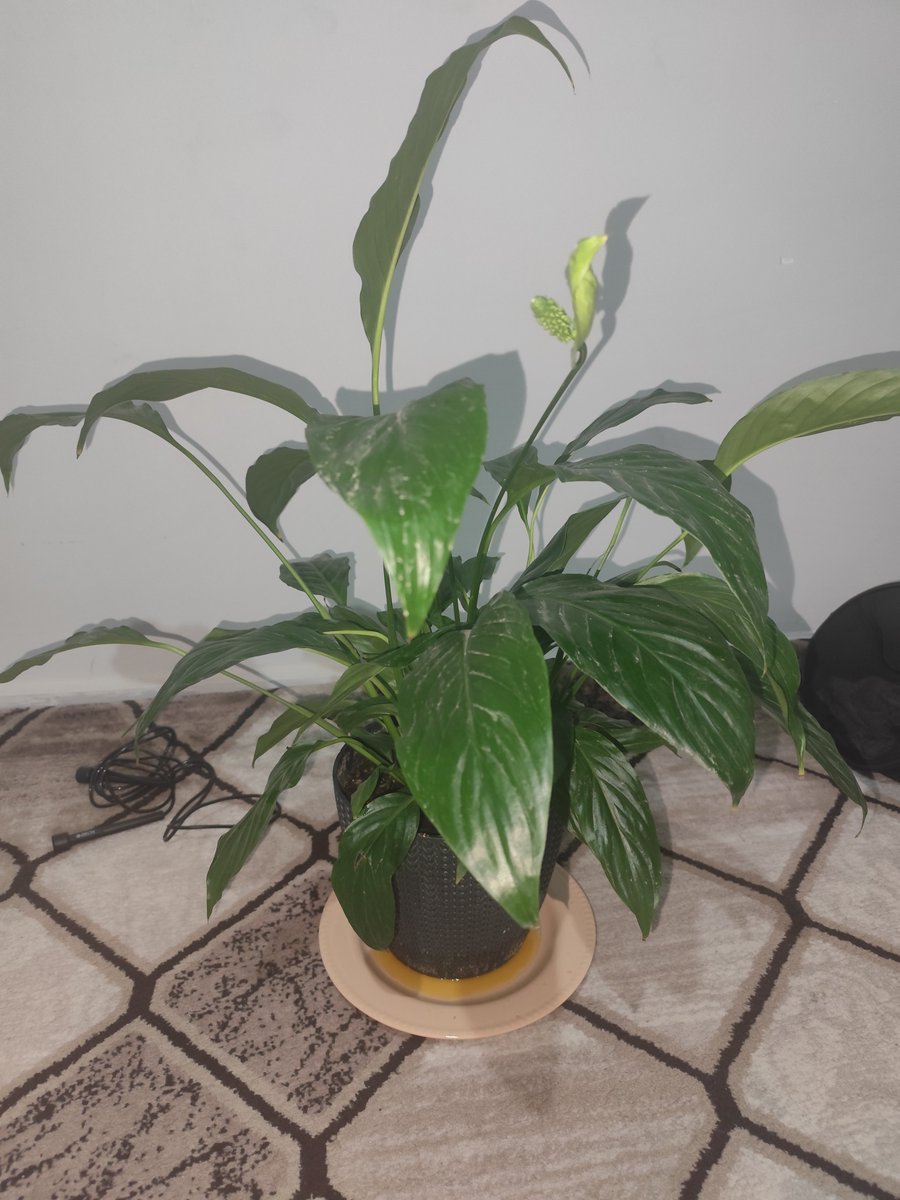 Komşum Tatile çıkacağı için Çiçeğini bana emanet etti kaç günde bir sulamak gerekiyor? Bilgisi olanlar yoruma