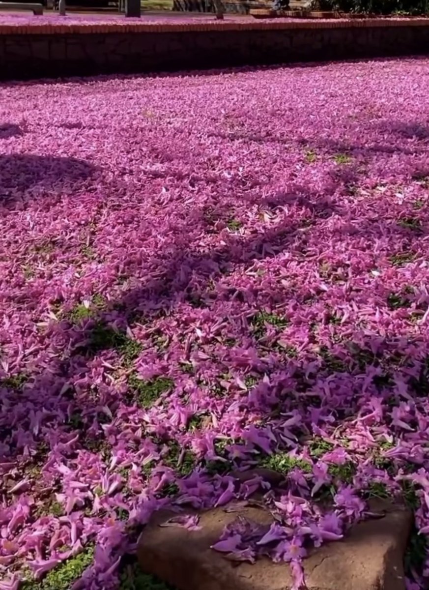 A fabulous carpet of pink flowers for #WeekPforPink 💗 #AlphabetChallenge 
        #lapacho  #trees   #nature