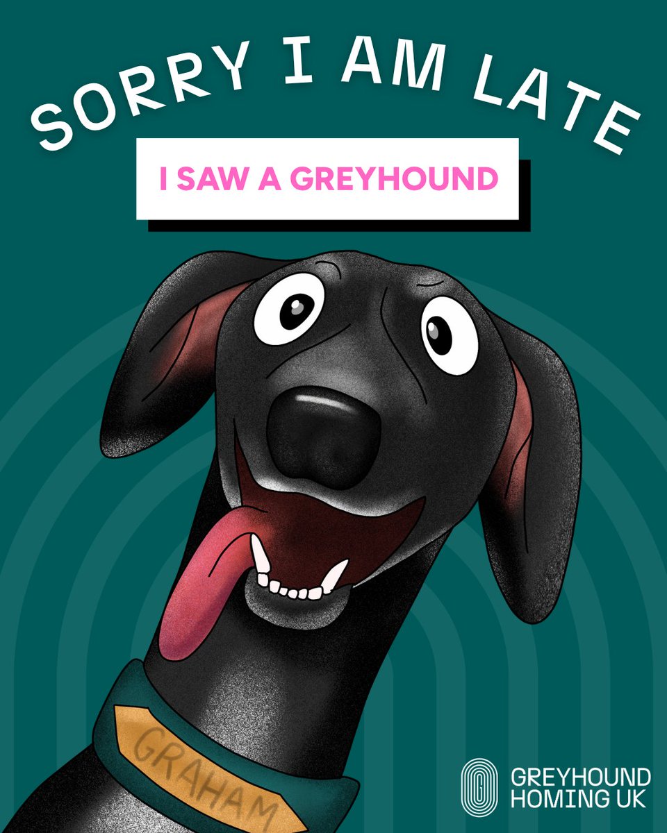 GreyhoundHoming's tweet photo. We’ve all been there… You spot a greyhound across the street, and it’s mandatory to go over for a cuddle 🐾💜 It’s just a greyhound community thing!
#Greyhounds #Greyhound #GreyhoundCommunity https://t.co/9HbnmFV3Ru
