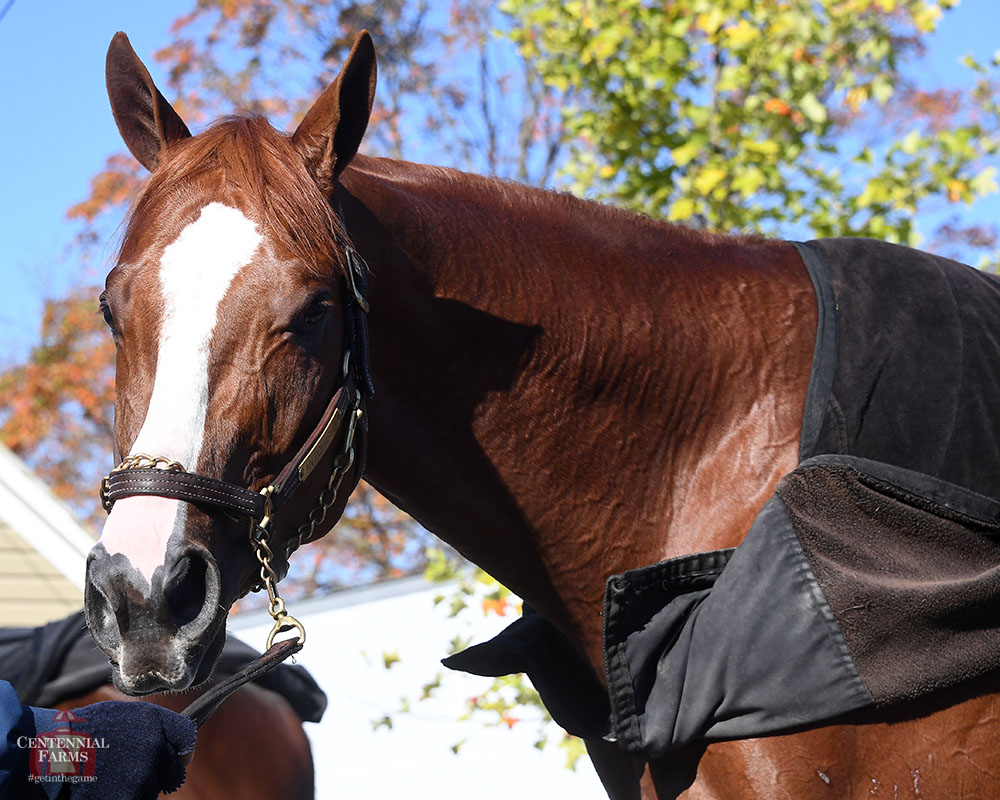 Centennial_Farm's tweet photo. #notatallbiased... but look at that head! 😆 https://t.co/jTWLtKurO6