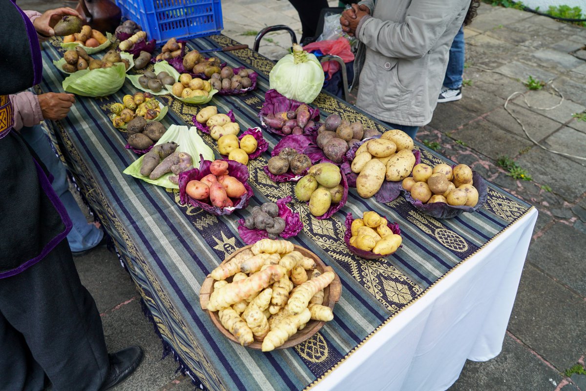 udecuenca's tweet photo. #EventosUCuenca | Desarrollamos el XV Encuentro para el Intercambio de Semillas Campesinas, Saberes, Sabores y Alimentos, un espacio que fortalece la soberanía alimentaria y celebra el conocimiento ancestral de nuestras comunidades. https://t.co/7JyKZfz7i5