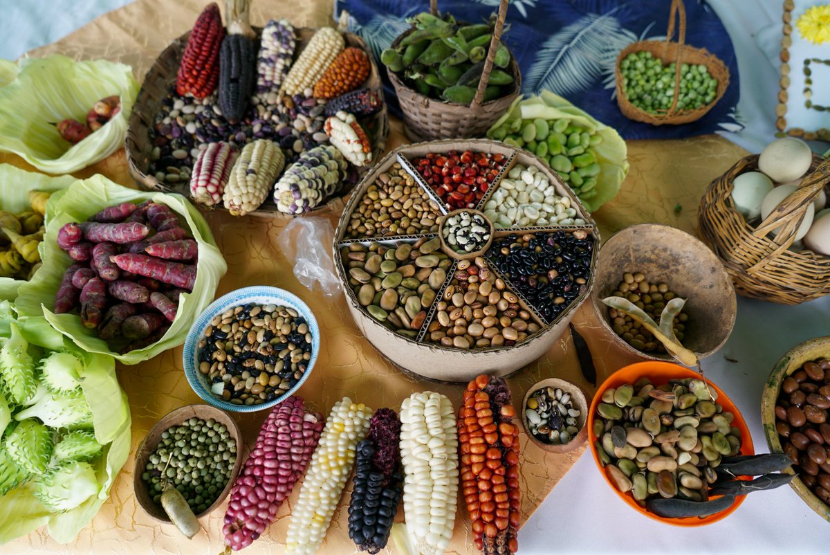 udecuenca's tweet photo. #EventosUCuenca | Desarrollamos el XV Encuentro para el Intercambio de Semillas Campesinas, Saberes, Sabores y Alimentos, un espacio que fortalece la soberanía alimentaria y celebra el conocimiento ancestral de nuestras comunidades. https://t.co/7JyKZfz7i5