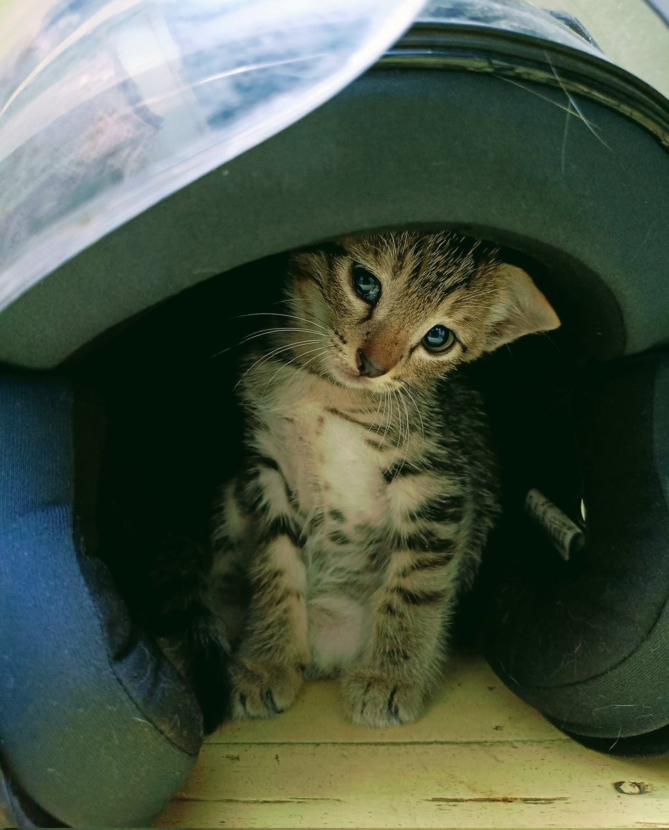 ApapLlc's tweet photo. What's up buddy? 
@nocontextscats @PostsOfCats https://t.co/SOHz7l64Eh