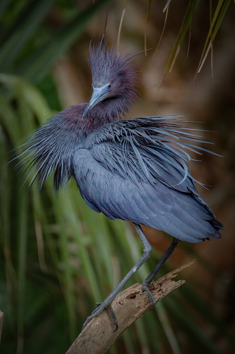 birdcrazed6's tweet image. A storm draped in silk and twilight hue—
the Little Blue Heron blooms in passion’s season.
Its crown flares with wine-dark fire,
its plumes whisper secrets of dusk and tide,
a quiet elegance steeped in shadowed grace,
where love paints the feathers deeper than night.…