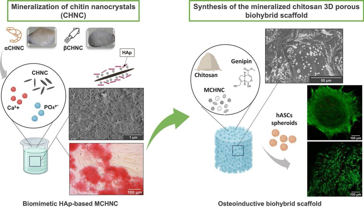 ExtracellMatrix's tweet image. 🧫 Tissue engineering (TE) fundamentals were applied to mimic the bone ECM and cells' microenvironment.
These findings demonstrate the potential of chitosan/MβCHNC biomaterial for TE as alveolar bone regeneration.
👉 bit.ly/4napgB3