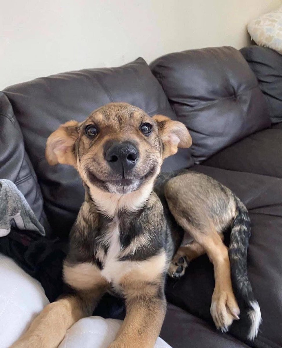 This is Meatball. He’s finally found his furrever home with a human of his very own ❤