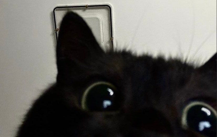 Miaw (@miaw) on Twitter photo 