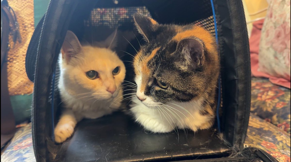 misafafa様用】を渡り、米国で百年以上眠り続けた猫！ misafafa