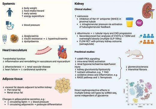 Individualizing renoprotective therapy in obesity and CKD: a commentary by the Diabesity Working Group of the ERA 
More info: academic.oup.com/ndt/article/40… 
<a href="/NDTsocial/">NDT</a>, <a href="/vinckcaro/">Caroline Vinck</a>, <a href="/hjanders_hans/">Hans-Joachim Anders</a>, <a href="/ERAkidney/">ERA - European Renal Association</a>