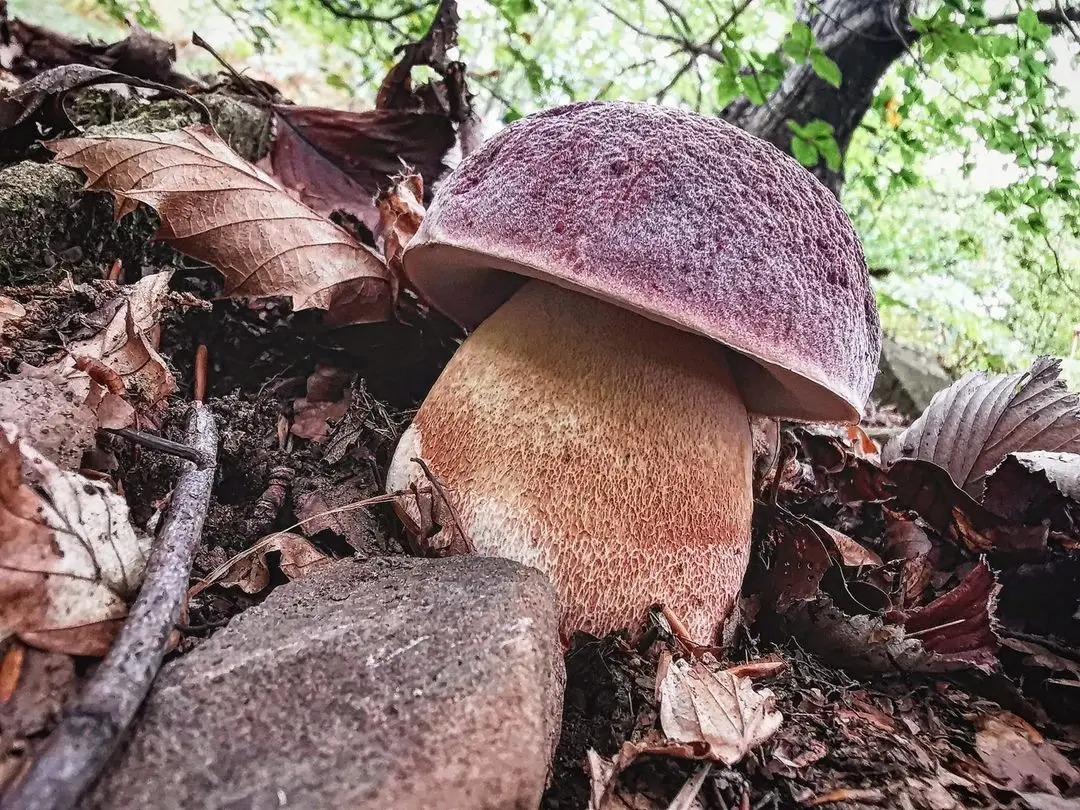 Fantástico curso de Gestión del Aprovechamiento Micológico para los técnicos del Servicio de Montes de Asturias en septiembre y octubre 2025. Gran abundancia de hongos comestibles brotando (Boletus edulis, Russula cyanoxantha, Russula vesca, Lactarius deliciosus, Sparassis crispa