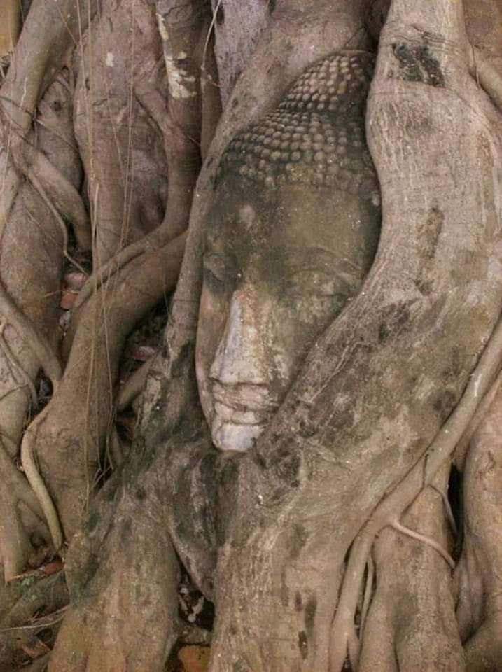 LakhanmeenaIND's tweet image. कण-कण में हैं बुद्ध...
पूरी दुनिया में हैं बुद्ध... 😎💙☸️