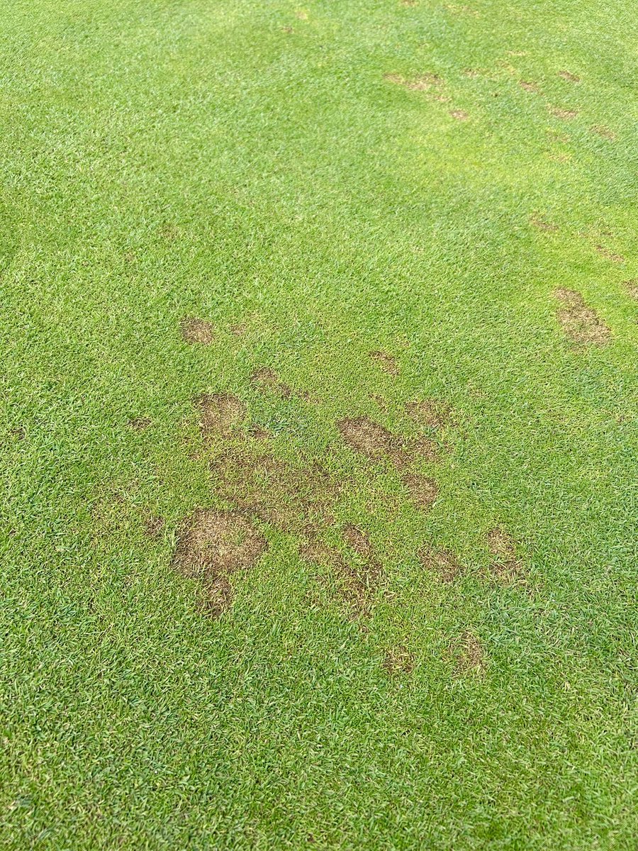 Can’t really get a better picture to prove the difference in disease susceptibility of Tour Leader Creeping Bent vs Poa. 
Literally like a lake containing forest fires. 👍
<a href="/GerminalAmenity/">Germinal Amenity</a>
#TourProGDE
#007DSB