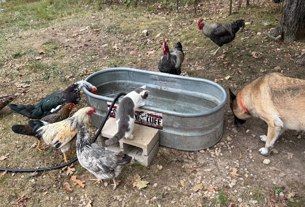 gnomesteadfarms's tweet image. Too many roosters, not enough peace. 🐔 We built a “Freezer Training Camp” at Gnomestead Farms—the ultimate rooster bachelor pad—to restore order and sanity. Read the story 👇
gnomesteadfarms.com/blogs/gnomeste…
#Homesteading #FarmLife #ChickenMath
