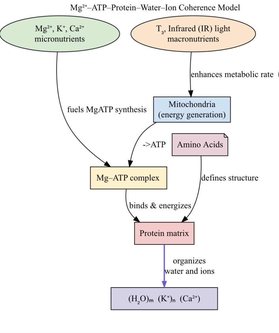 aihtheory's tweet image. Ling-Peat model of physiology where macronutrients are mostly carbohydrates, sufficient but not excessive proteins and different levels of non-PUFA fats.