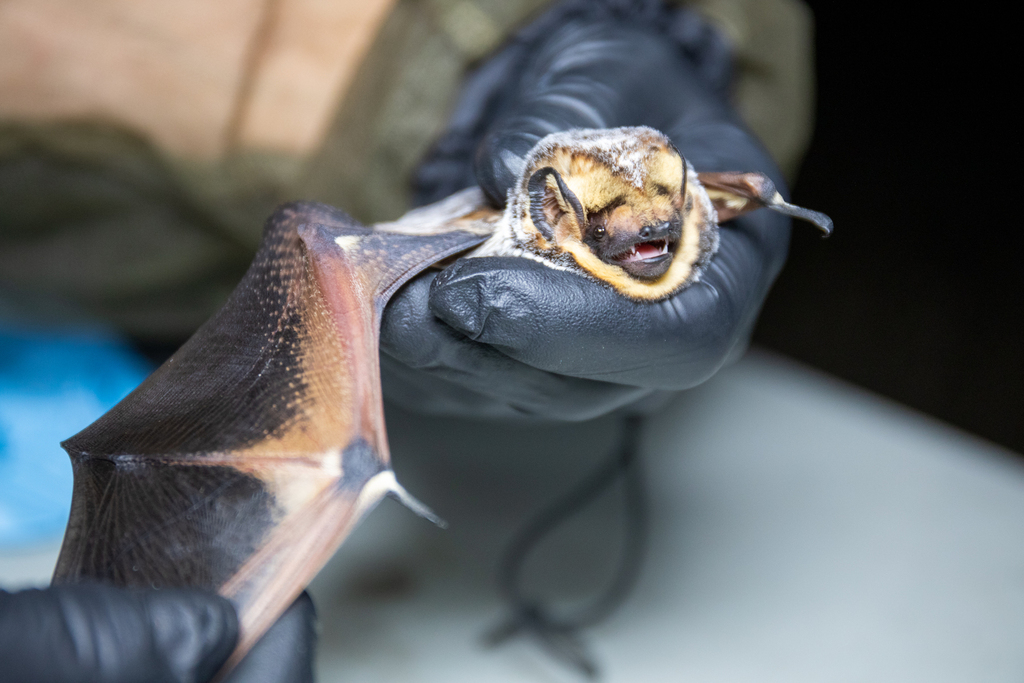 albertabats's tweet photo. #Listen Our director of bat research, Dr. Cori Lausen talks about bats &amp; wind with CBC radio. Great interview! https://t.co/vM5r2vPwVL https://t.co/FdIcPMyiCc