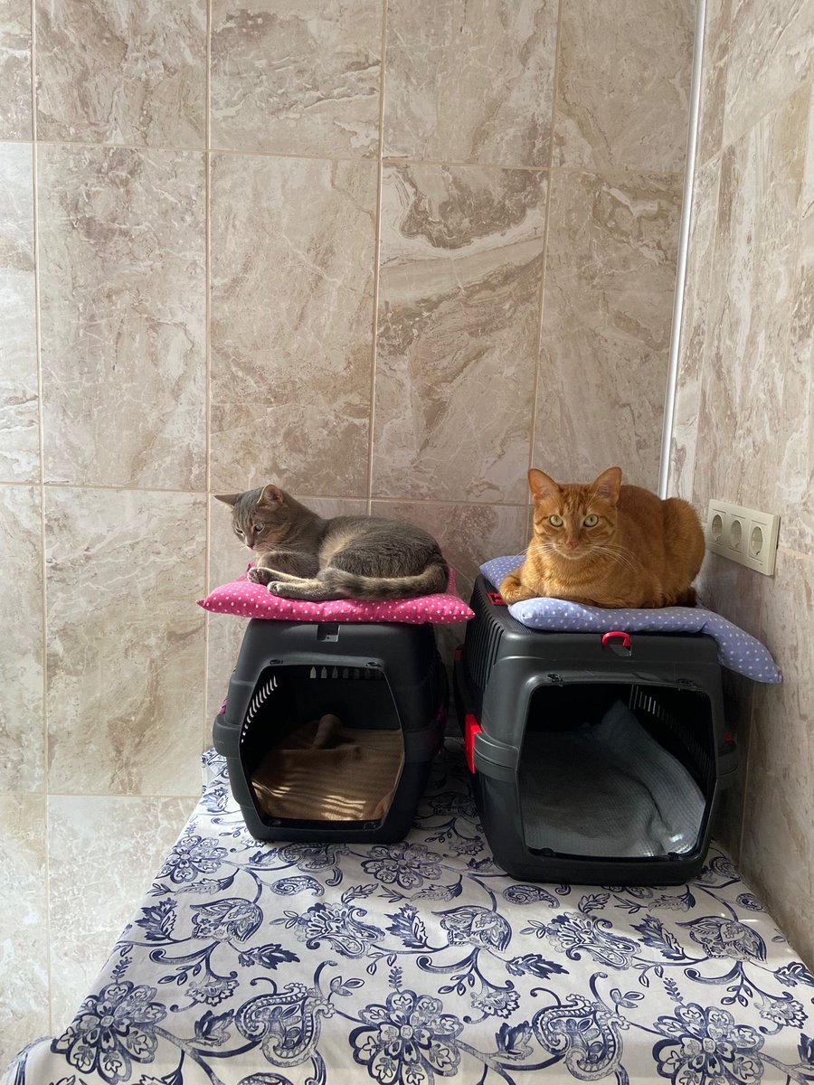 Kediler candır😻😻😻