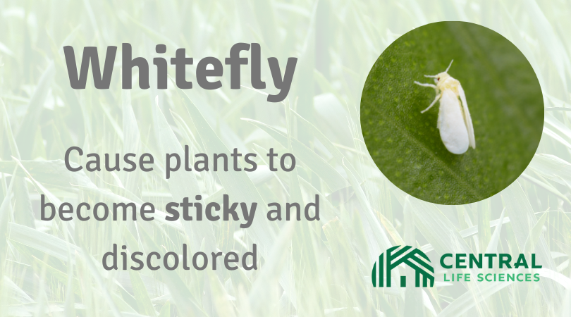 CentralGrower's tweet photo. Did you know that whiteflies plague a wide range of crops, including bedding and garden plants, potted plants and cut flowers? Learn more about whiteflies on our insect ID page! https://t.co/ybGuG0zYlP https://t.co/dA93qm9Zc1