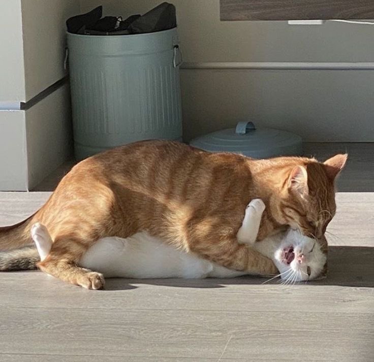 The Cats 𝕏 tweet media