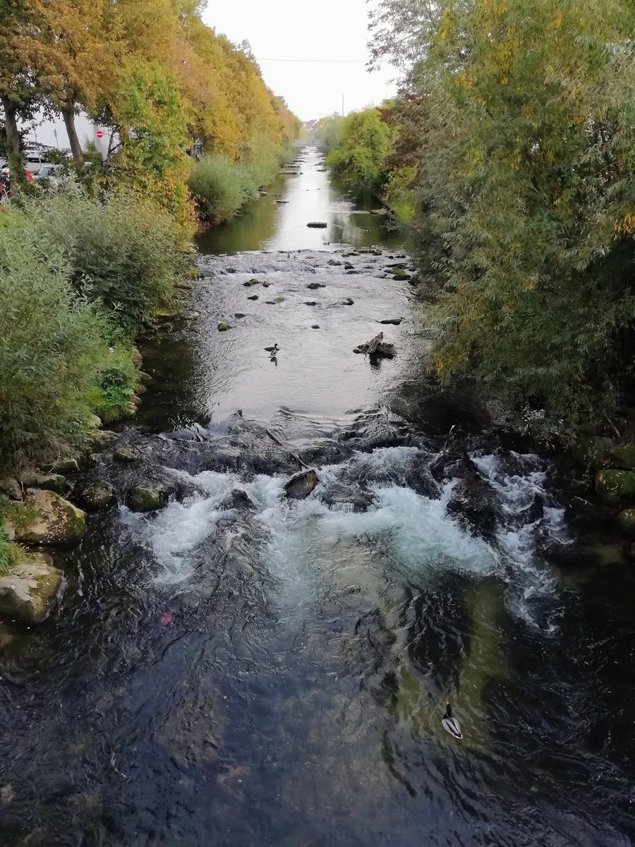 Doc_Beule's tweet image. Herbst am Neckar🥰