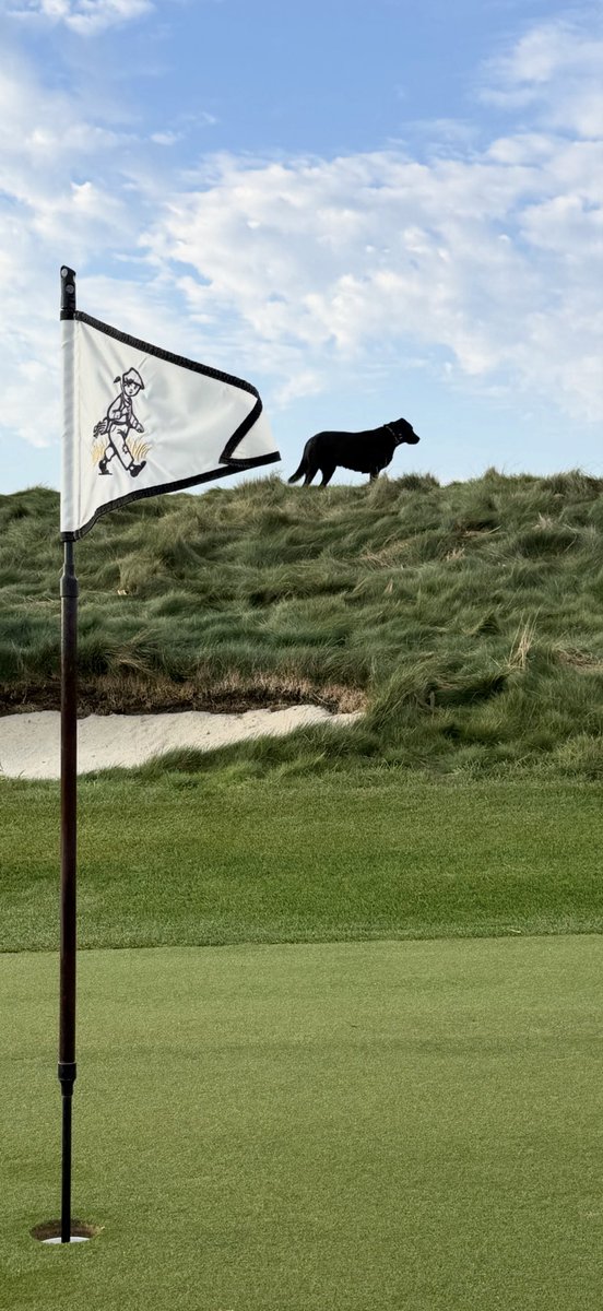 Lead Assistant Murray doing his daily inspection at <a href="/Lil_Wispy/">Lil Wispy</a> checking on #PostageStamp #CoffinBunker <a href="/DogsOfTurf/">Dogs Of Turf</a> <a href="/RidgeGolfClub/">The Ridge Golf Club</a>